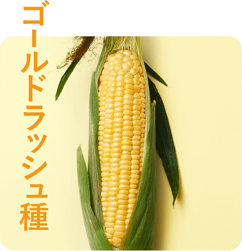 ゴールドラッシュ種
