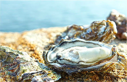 ふくらみがあり濃厚な味わいの広島県産