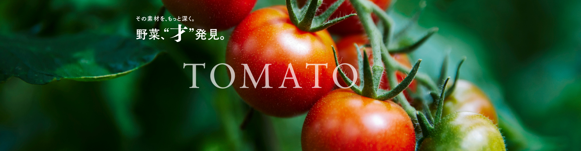 野菜、“才” 発見。Vol.1 トマト