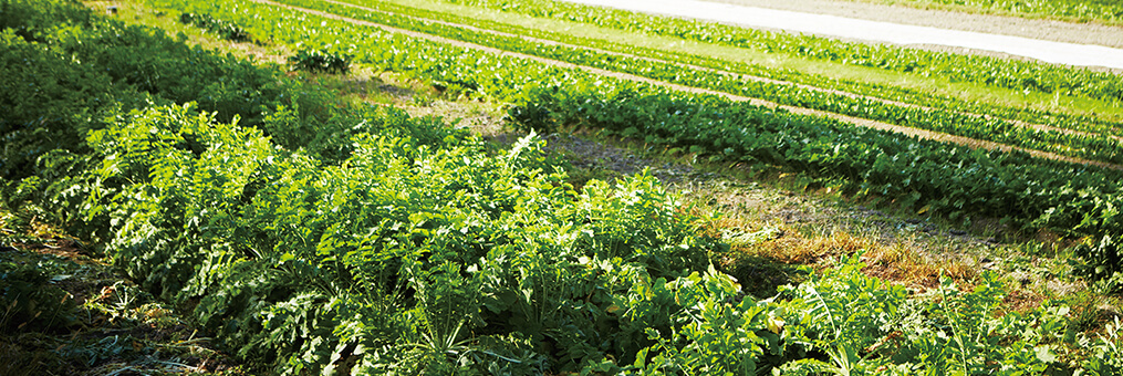 厳しい冬を耐え滋味深く育つ京野菜