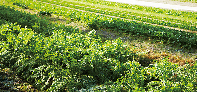 厳しい冬を耐え滋味深く育つ京野菜