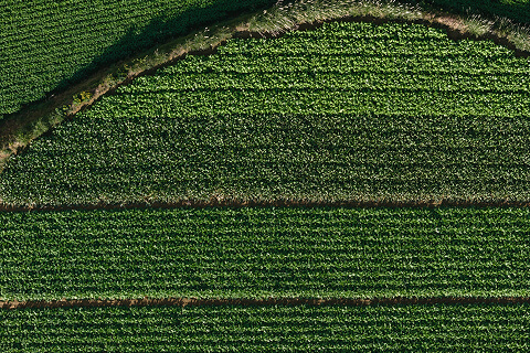 青木農園の畑の写真