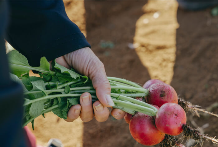 青木農園の野菜の写真